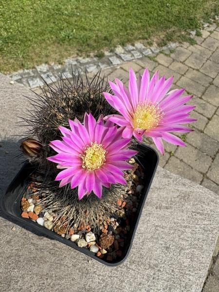 Echinocereus roemeri